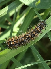 Hemileuca rubridorsa