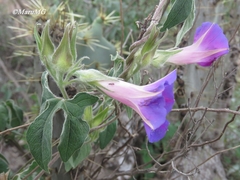 Ipomoea pubescens