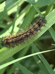 Hemileuca rubridorsa