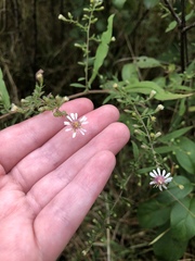 Symphyotrichum