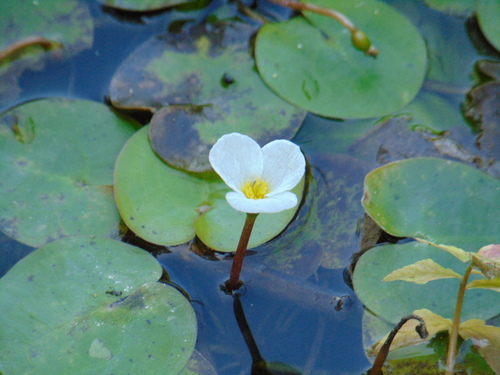 vodnianka žabia (Hydrocharis morsus-ranae)