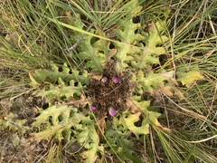 Cirsium scariosum congdonii