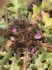 Cirsium scariosum congdonii