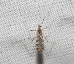Erioptera knabi