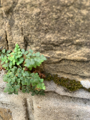Asplenium ruta-muraria