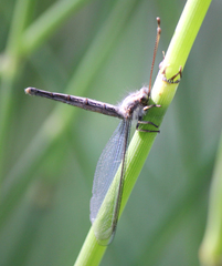 Ascaloptynx appendiculata