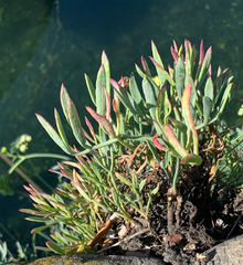 Crithmum maritimum