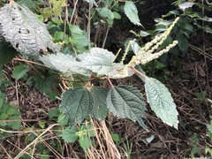 Urtica thunbergiana