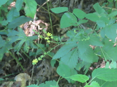 Agrimonia pilosa