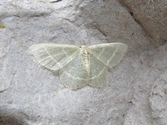 Chlorochlamys