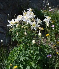 Aquilegia coerulea