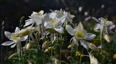 Aquilegia coerulea