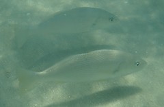 Umbrina roncador