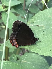 Gyrocheilus patrobas patrobas