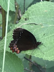 Gyrocheilus patrobas patrobas