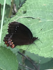 Gyrocheilus patrobas patrobas
