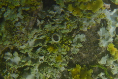 Phaeophyscia hirsuta