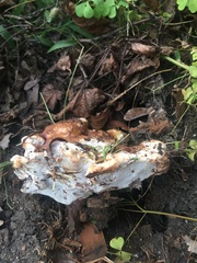 Ganoderma