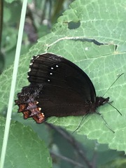 Gyrocheilus patrobas patrobas