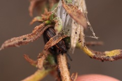 Microrhopala rubrolineata