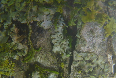 Phaeophyscia hirsuta