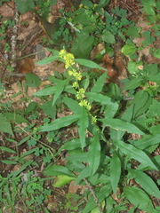 Glomeruliflorae
