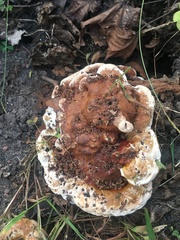Ganoderma