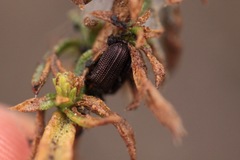 Microrhopala rubrolineata