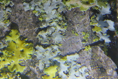 Phaeophyscia hirsuta