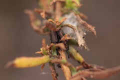 Microrhopala rubrolineata