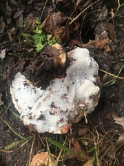 Ganoderma