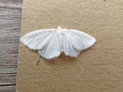 Cabera variolaria