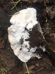 Fungi