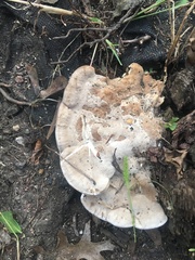 Fungi