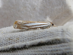 Crambus laqueatellus