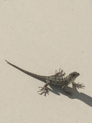 Sceloporus