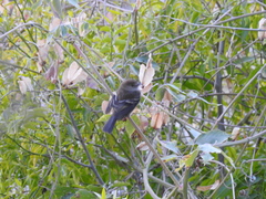 Myiophobus fasciatus