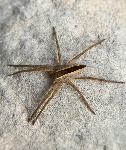 Straight-banded Nursery Web Spider photo 4
