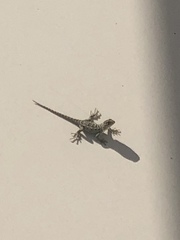 Sceloporus