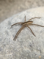 Pisaurina brevipes