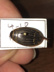 Acilius semisulcatus