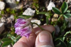 Trifolium parryi