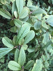 Viburnum sieboldii