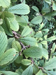Viburnum sieboldii