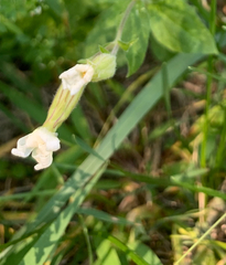 Silene latifolia
