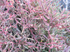 Sesuvium edmonstonei