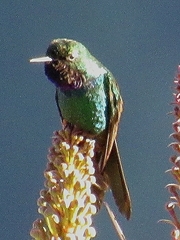 Heliangelus viola