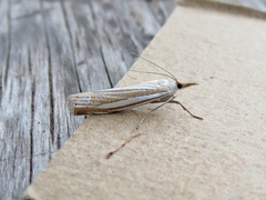 Crambus laqueatellus