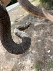 Nerodia erythrogaster