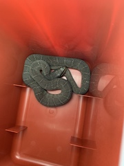 Nerodia erythrogaster